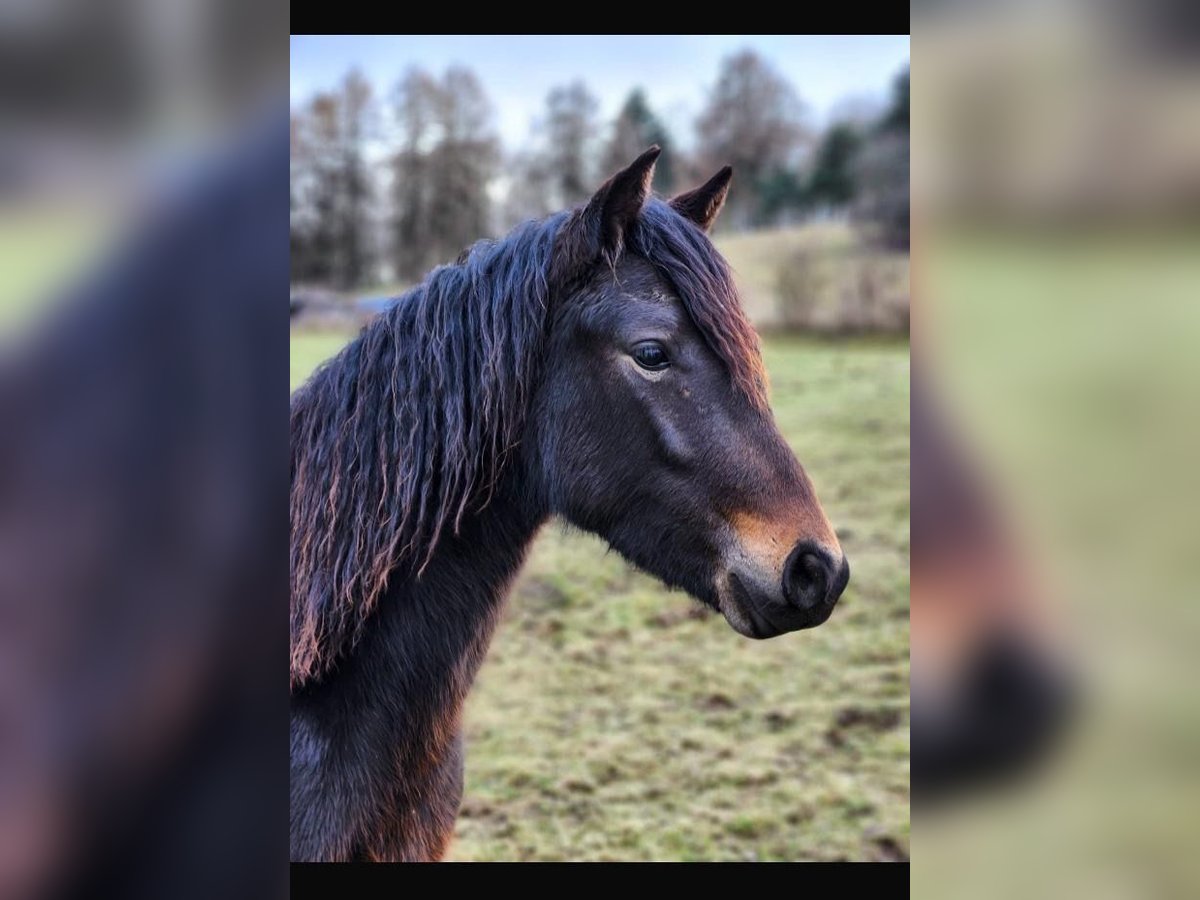Connemara Gelding 2 years 14,2 hh Smoky-Black in Rothenbuch