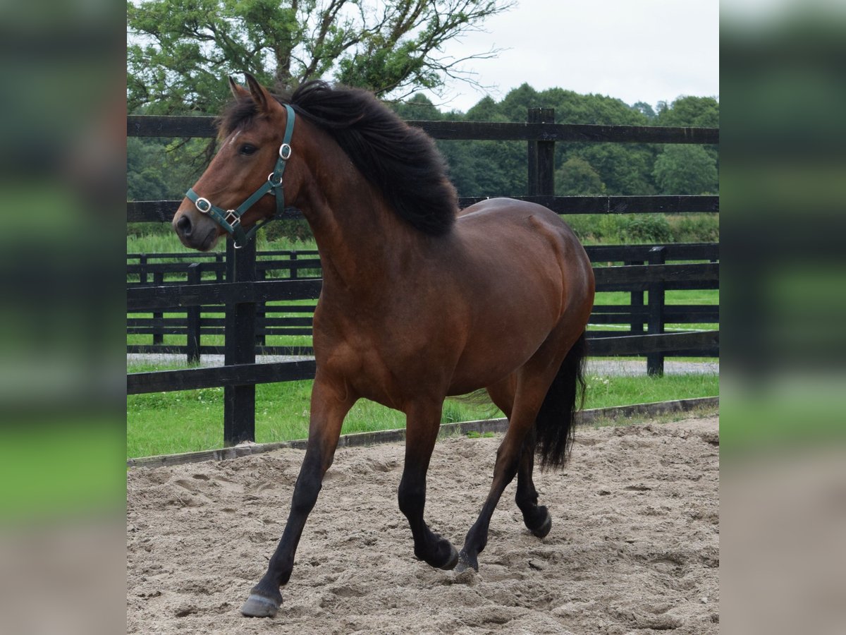 Connemara Gelding 3 years 14,1 hh Bay in Ireland