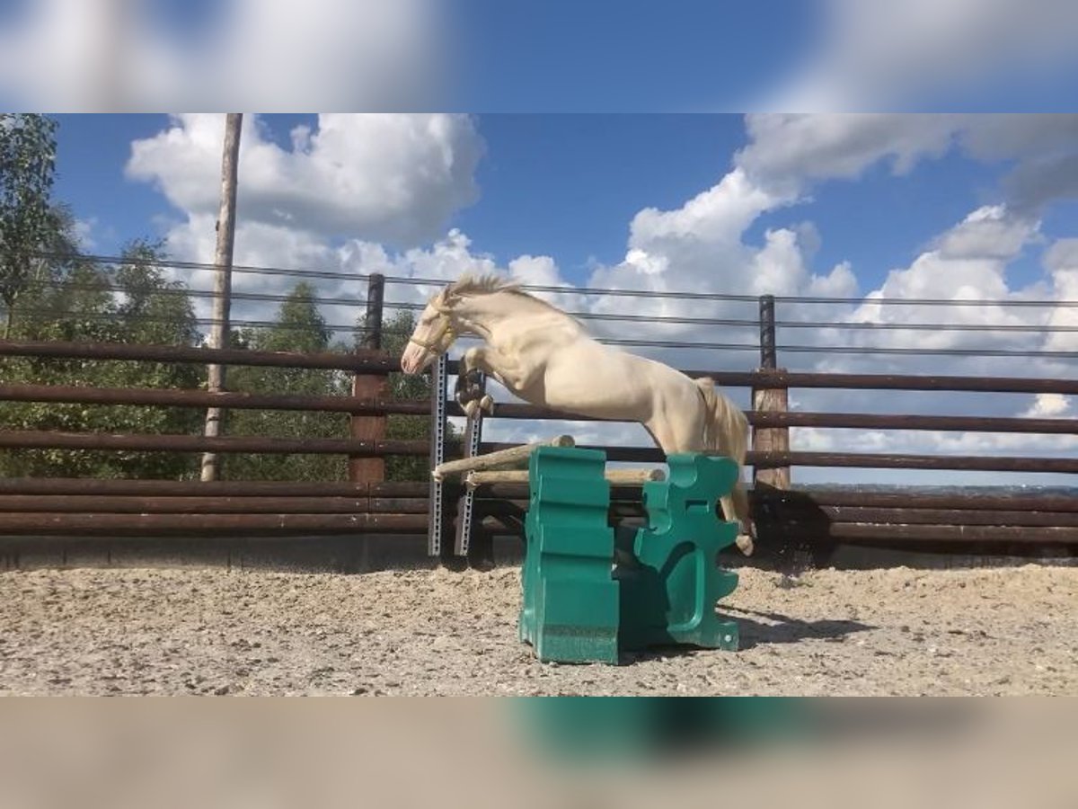 Connemara Gelding 3 years 14,1 hh Cremello in Liège