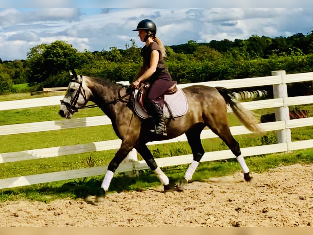 Connemara Gelding 3 years 14,1 hh Gray in Mountrath