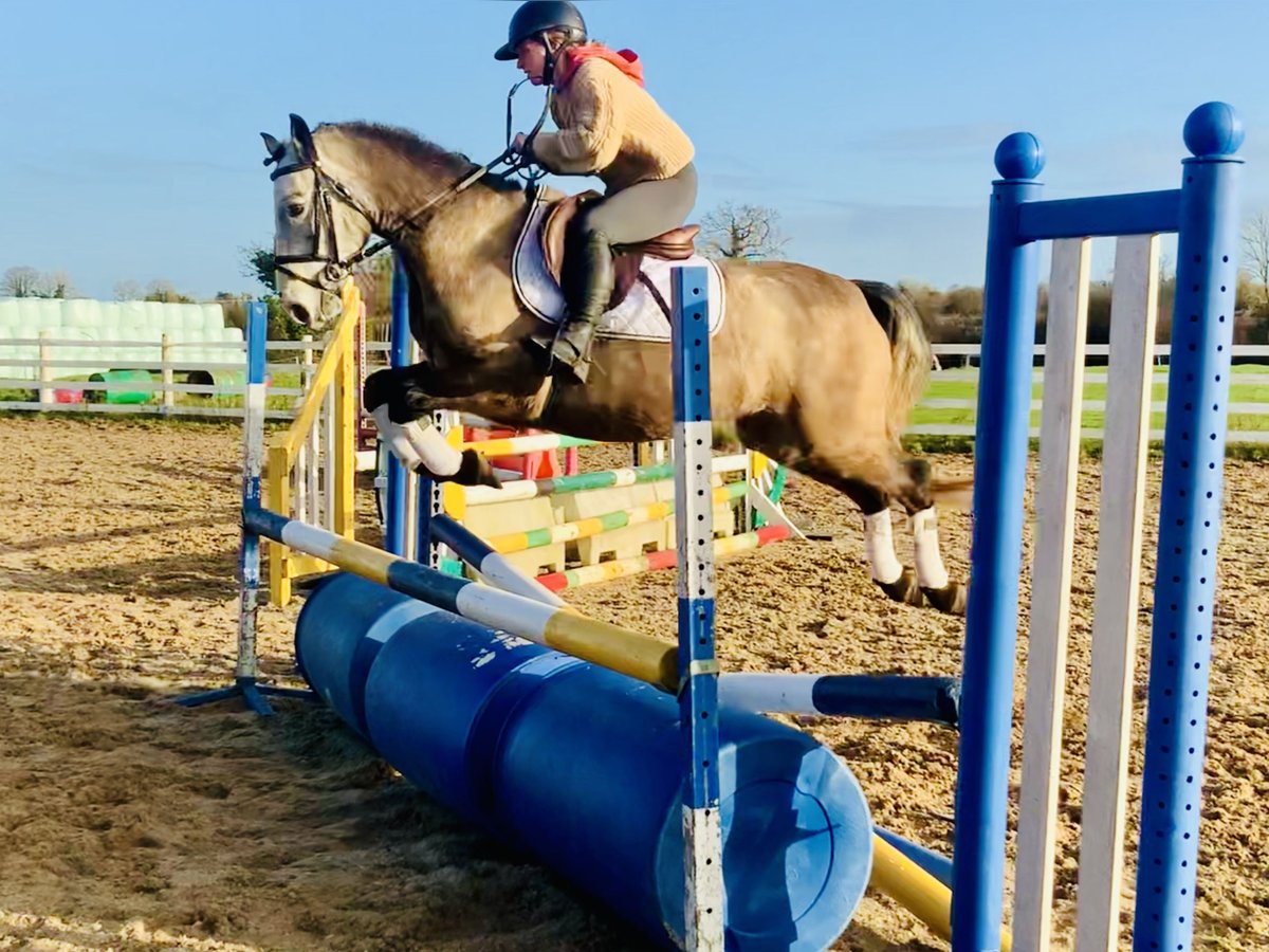 Connemara Gelding 3 years 14,1 hh Gray in Mountrath