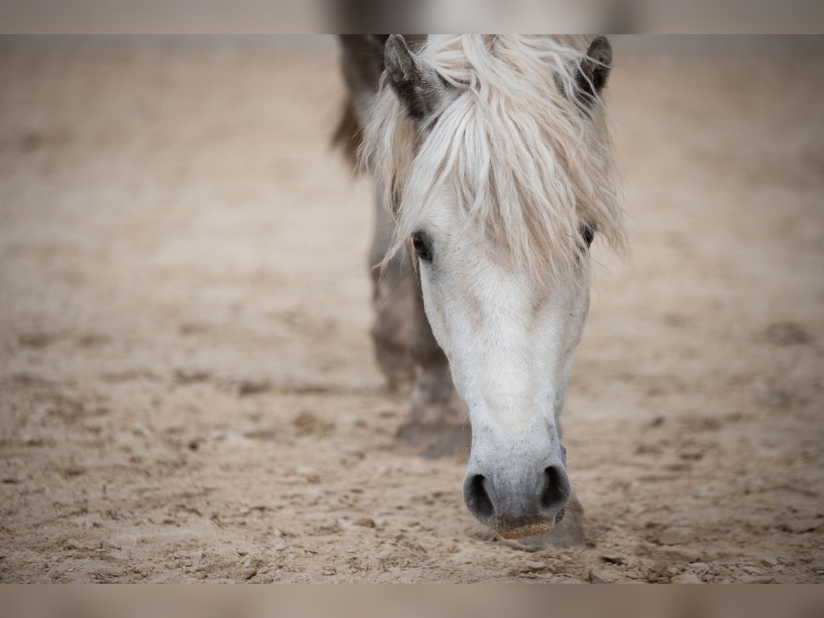 Connemara Gelding 3 years 14,2 hh Gray-Dapple in Münstermaifeld