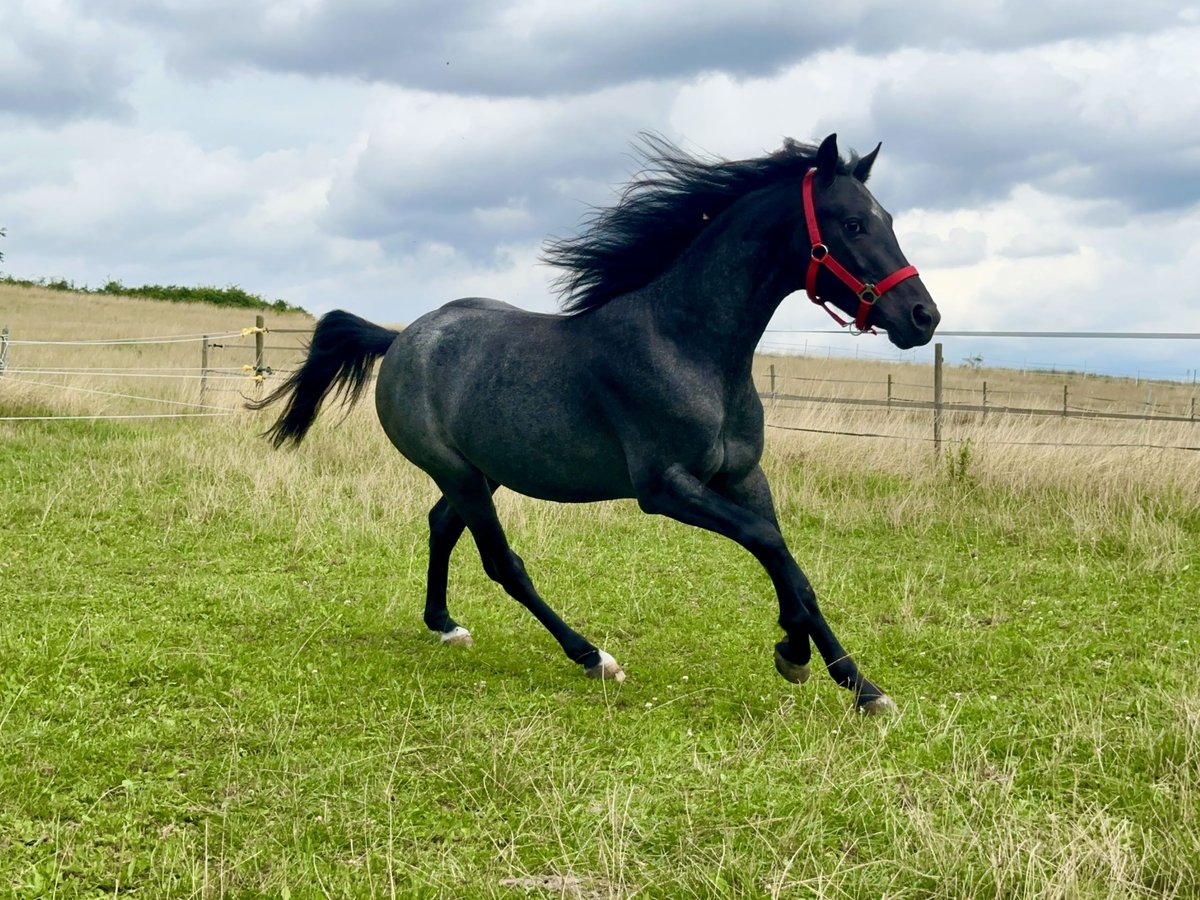 Connemara Gelding 3 years 14 hh Roan-Blue in Lisberg