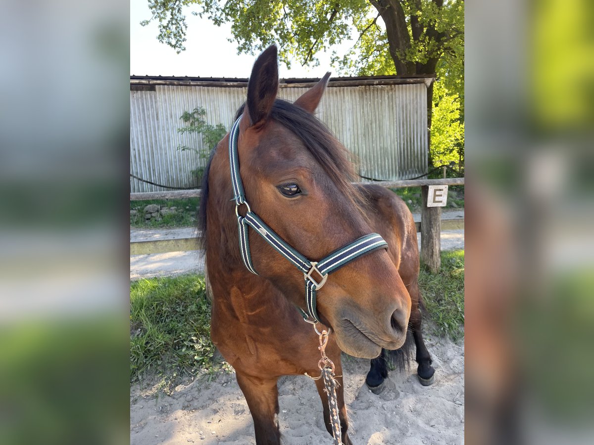 Connemara Mix Gelding 3 years 14,1 hh Bay-Dark in Krummwisch