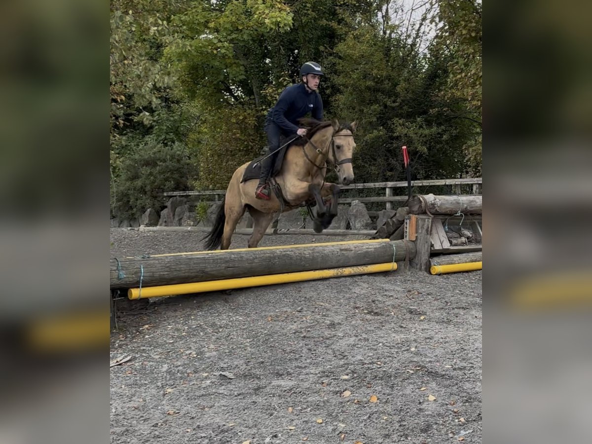 Connemara Gelding 3 years 14,1 hh Dun in Laois
