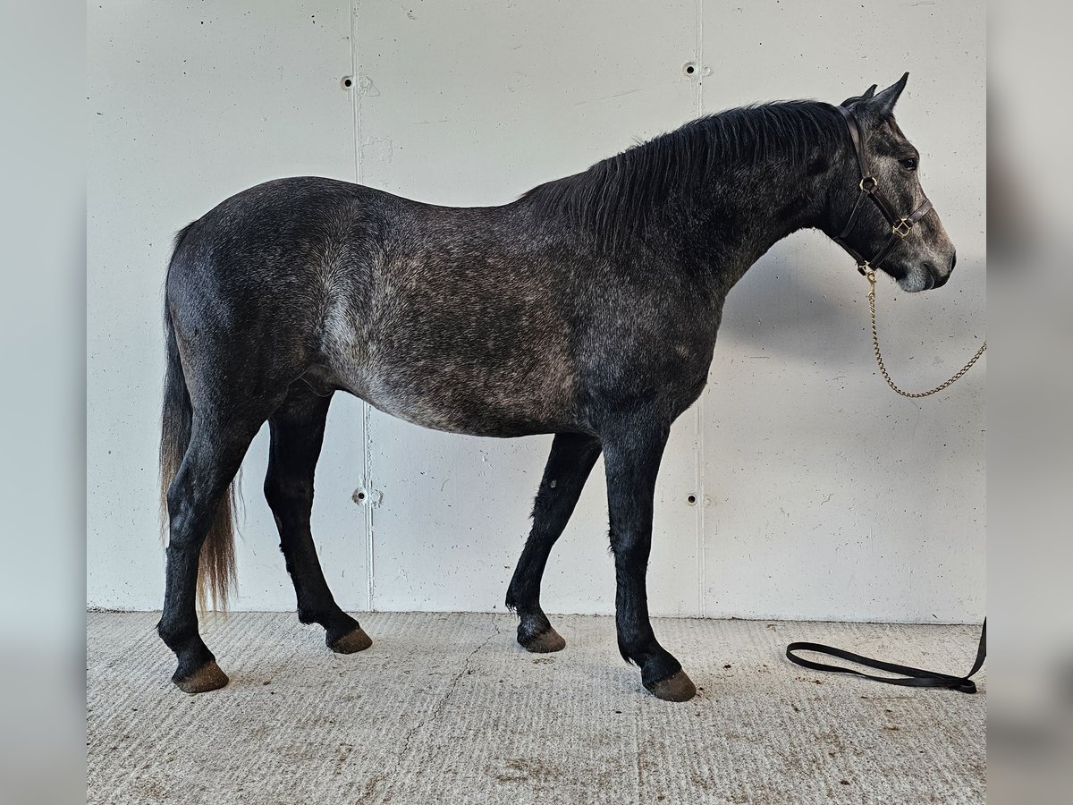 Connemara Gelding 3 years 14,3 hh Grey in Birr