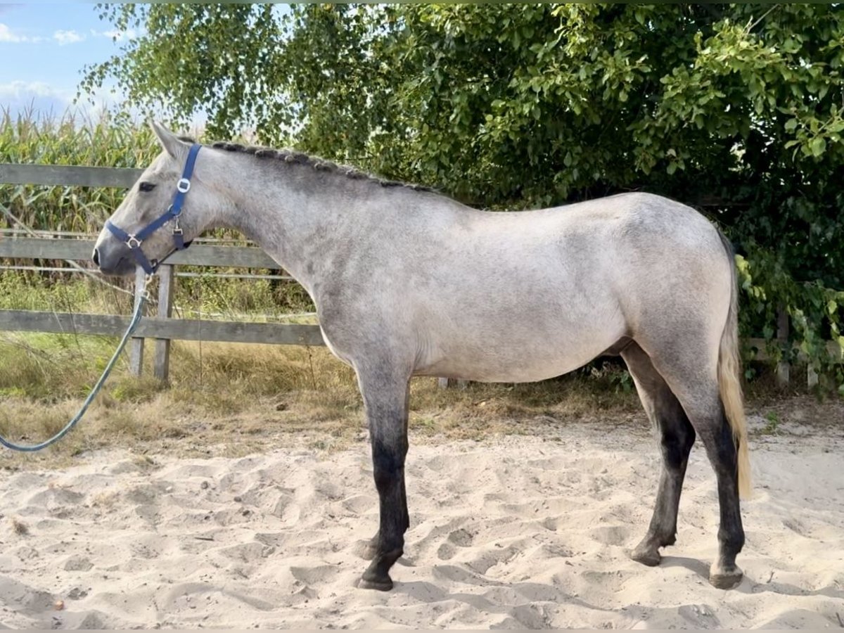 Connemara Gelding 3 years 14,3 hh Grey in Barneveld
