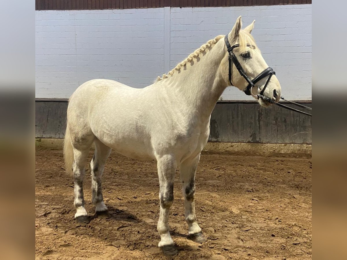 Connemara Mix Gelding 3 years 15,1 hh Champagne in Hopsten