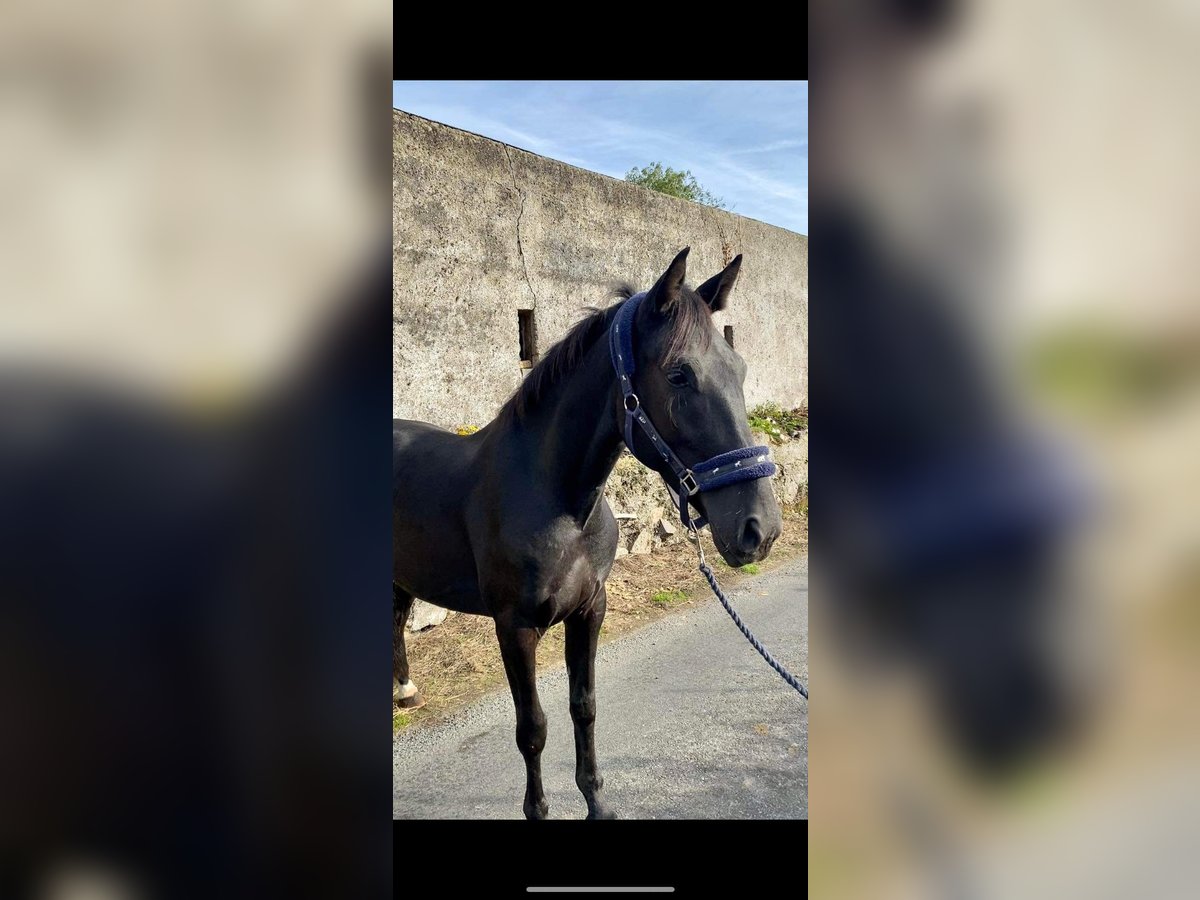 Connemara Gelding 4 years 14,1 hh Black in Sligo