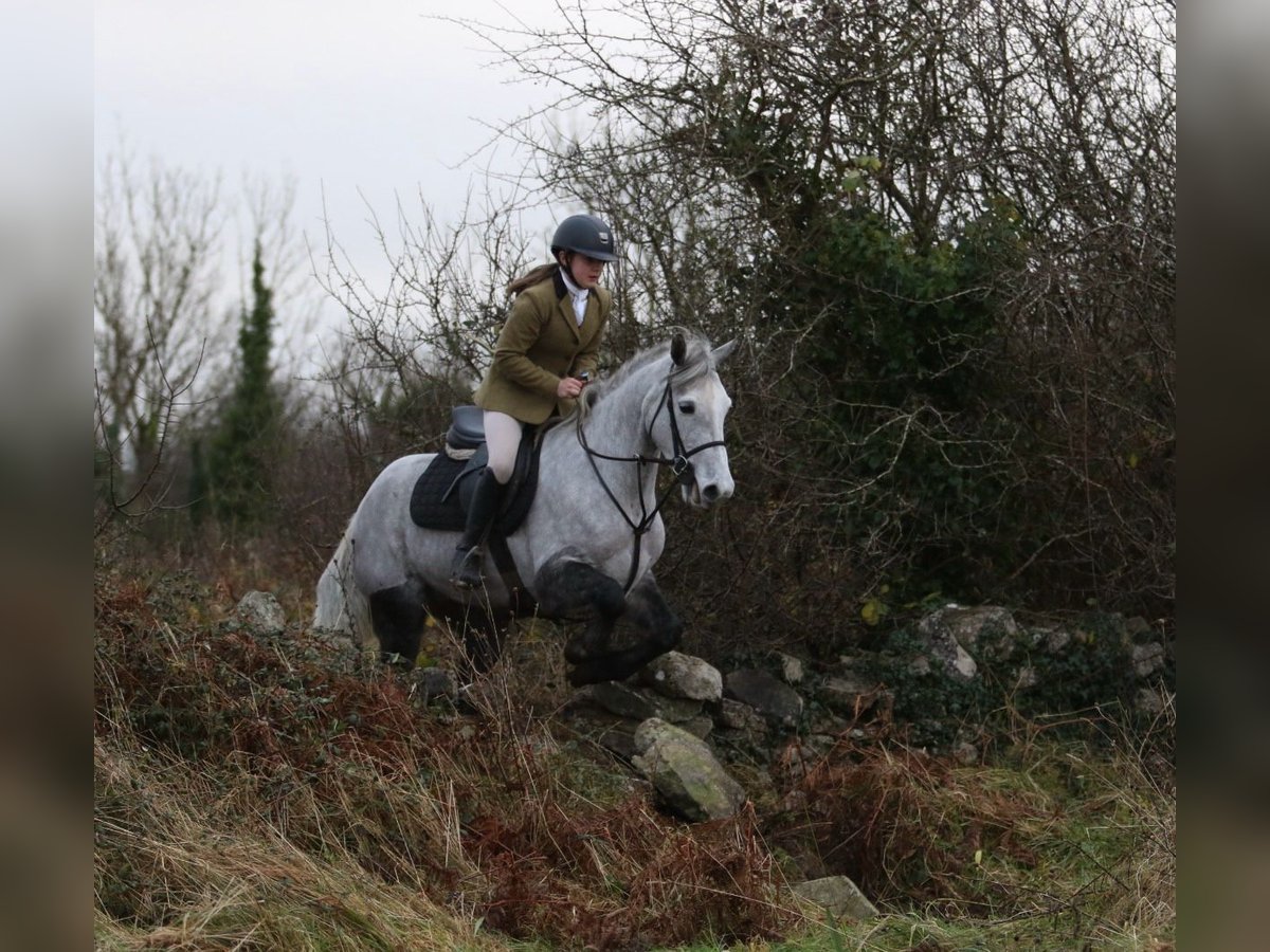 Connemara Gelding 4 years 14,1 hh Gray-Dapple in Sligo