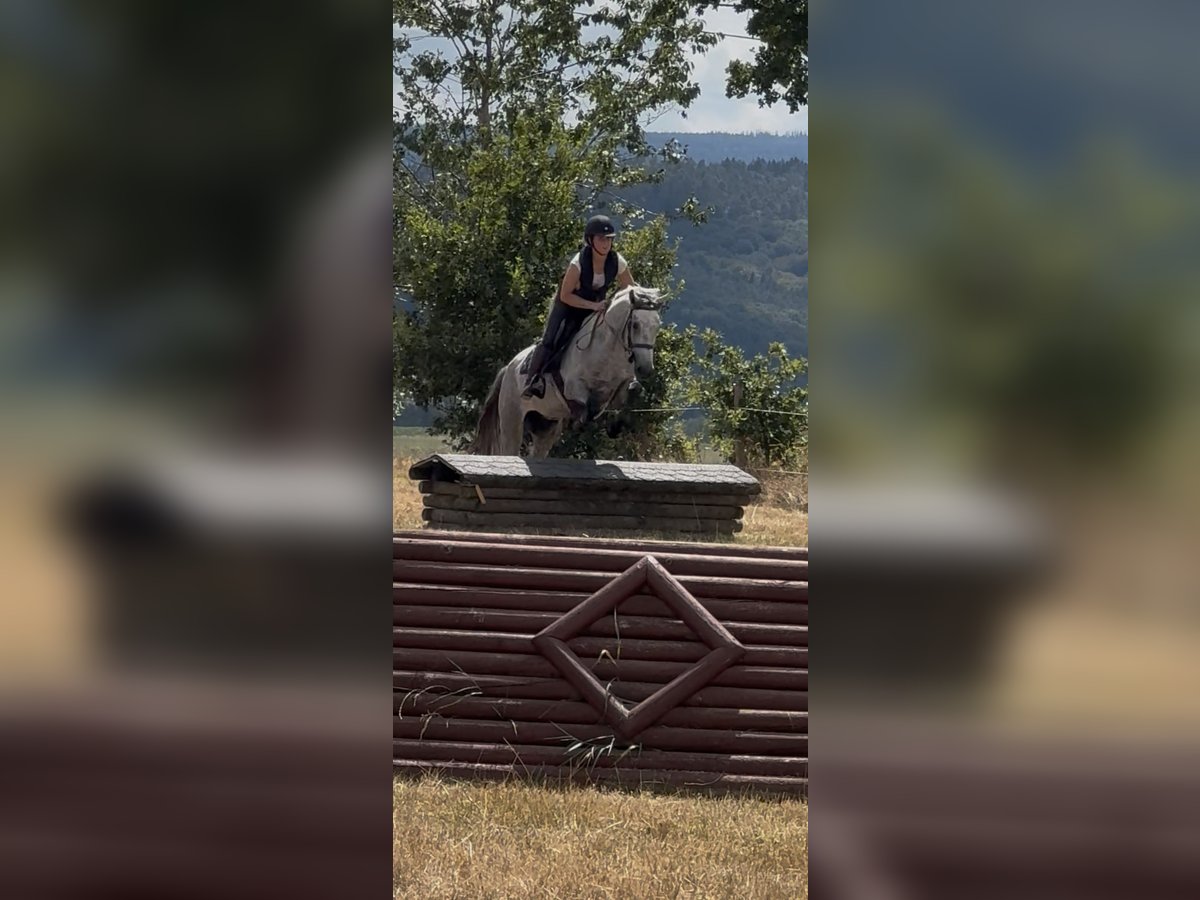 Connemara, Gelding in Liege