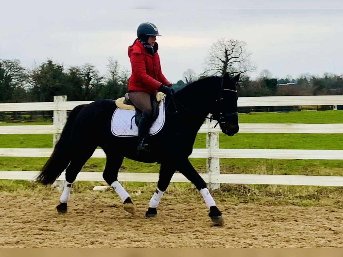 Connemara Gelding 4 years 14,2 hh Black in Mountrath