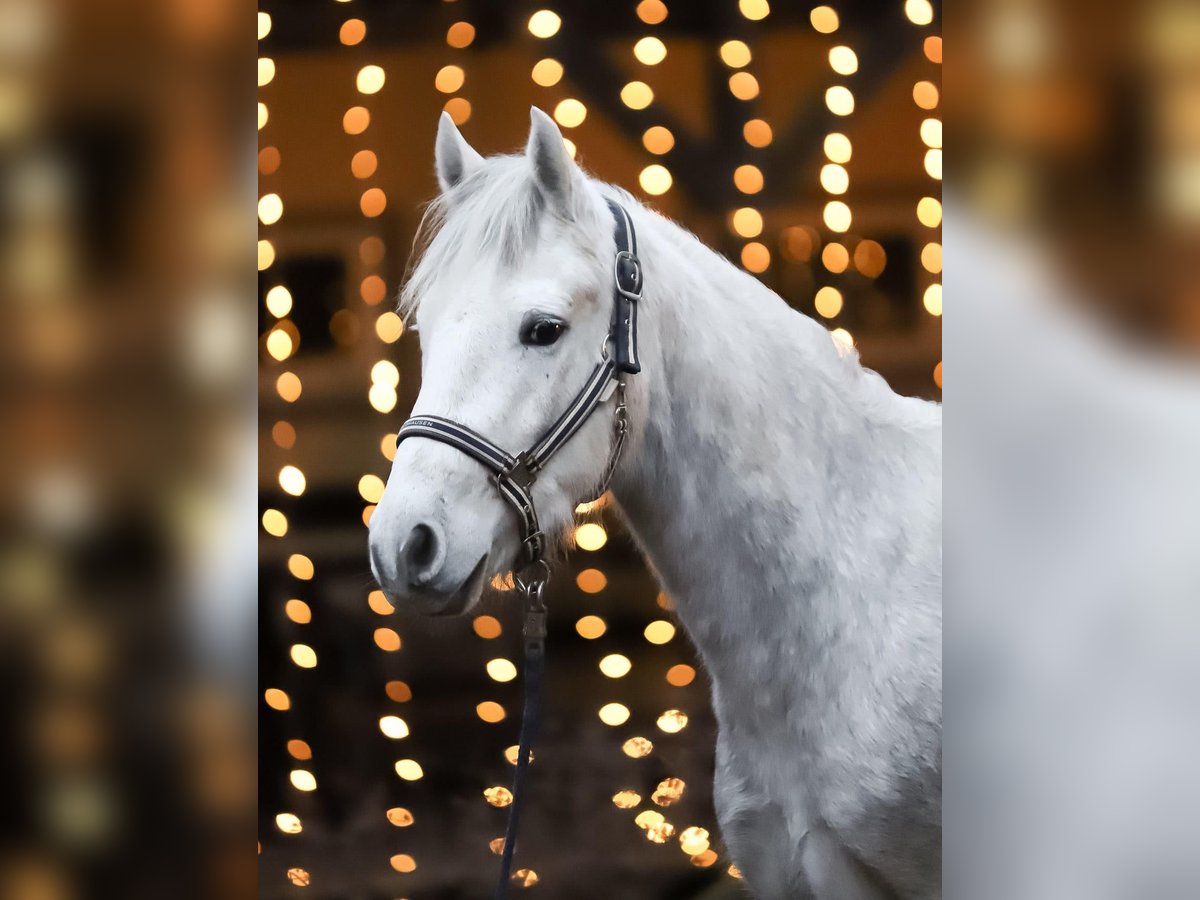 Connemara Gelding 4 years 14,2 hh Gray-Dapple in Münstermaifeld