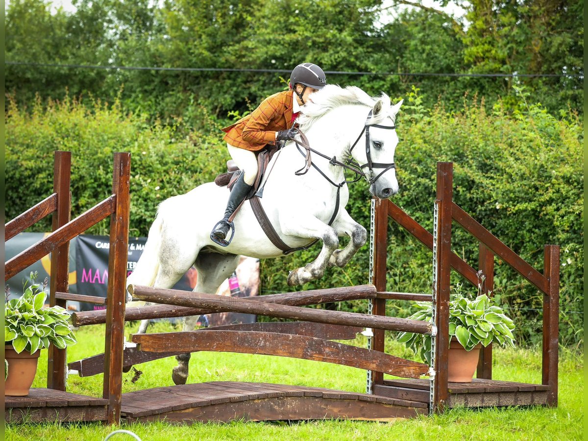 Connemara Gelding 4 years 14,2 hh Gray in Kildare