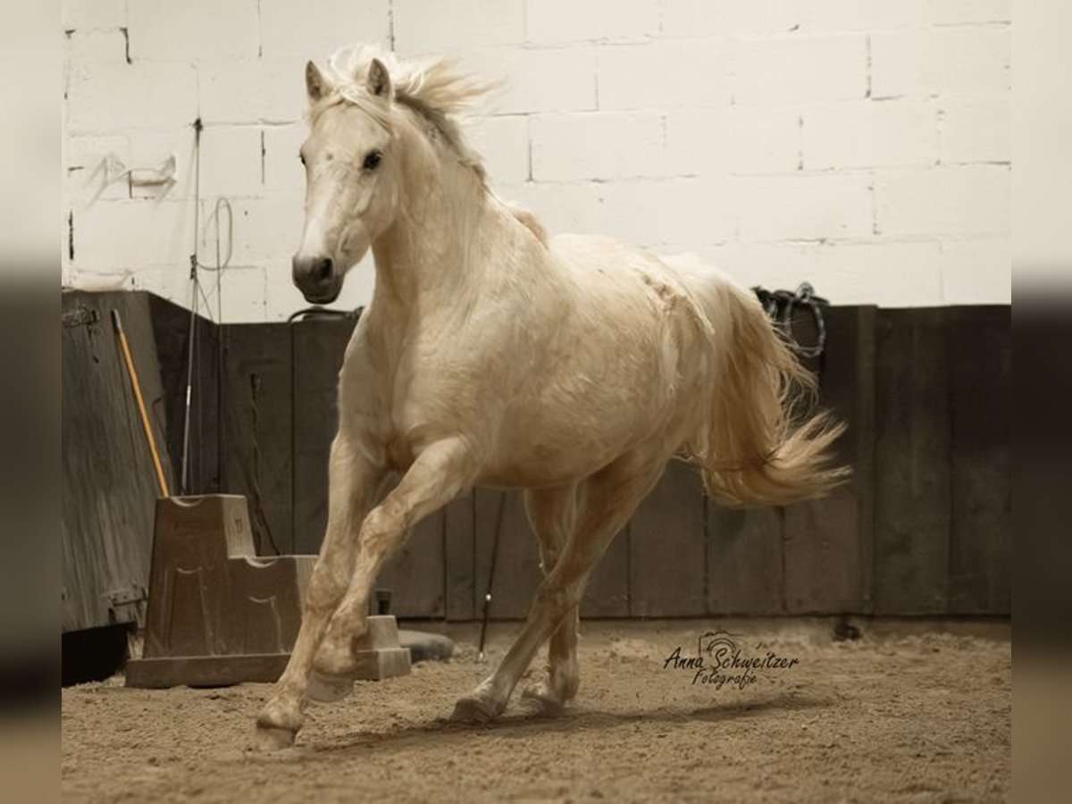 Connemara Gelding 4 years 14,2 hh Palomino in Münstermaifeld