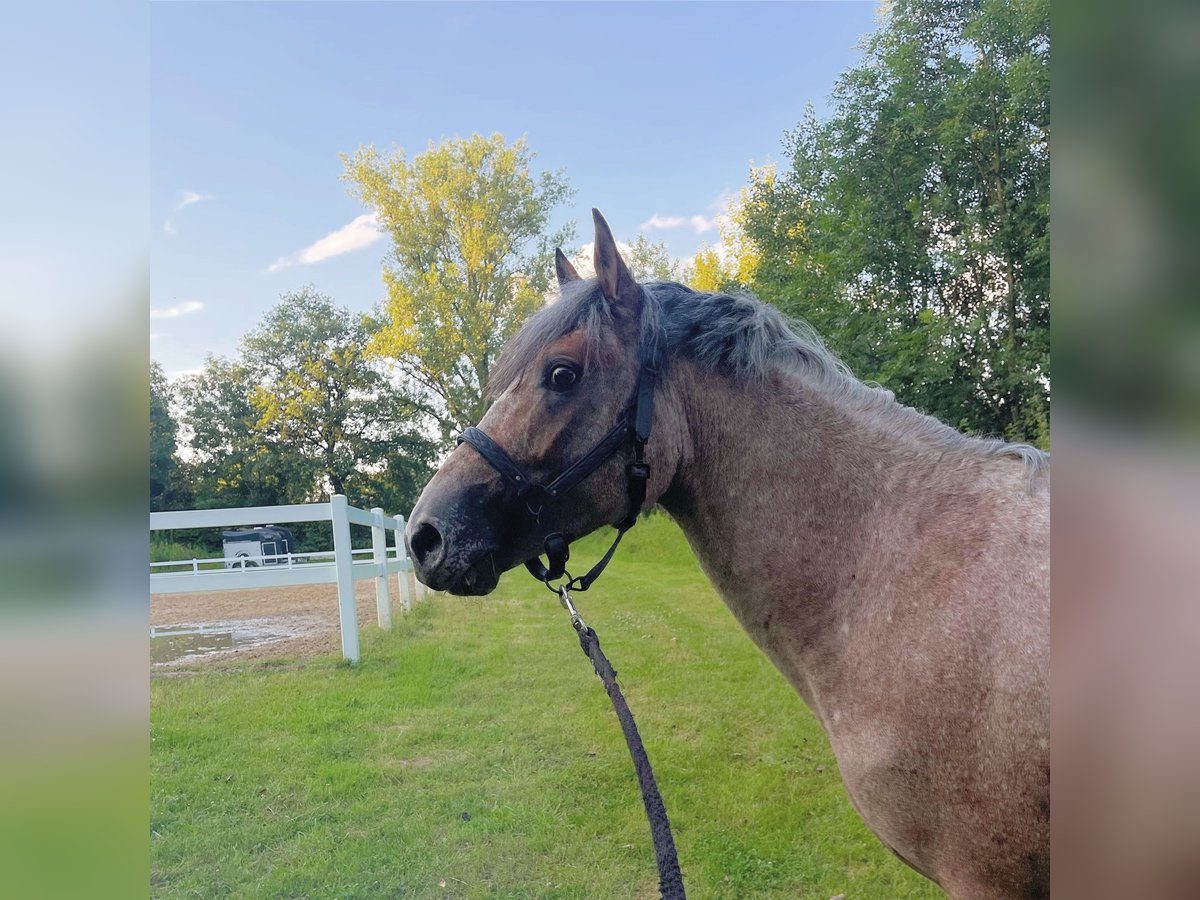 Connemara Mix Gelding 4 years 14,2 hh Roan-Bay in Saarbrücken