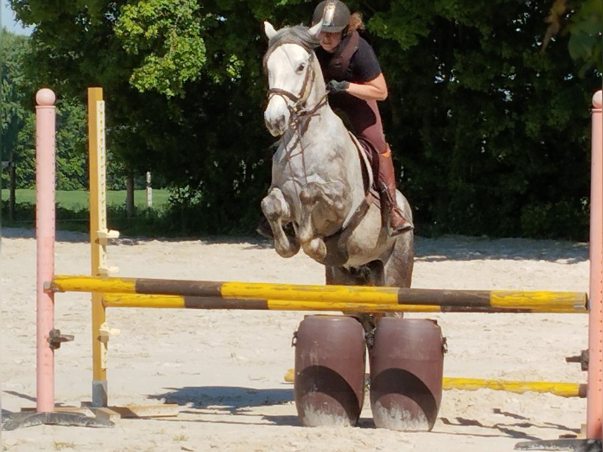 Connemara Gelding 4 years 14,3 hh Gray in Verdelot