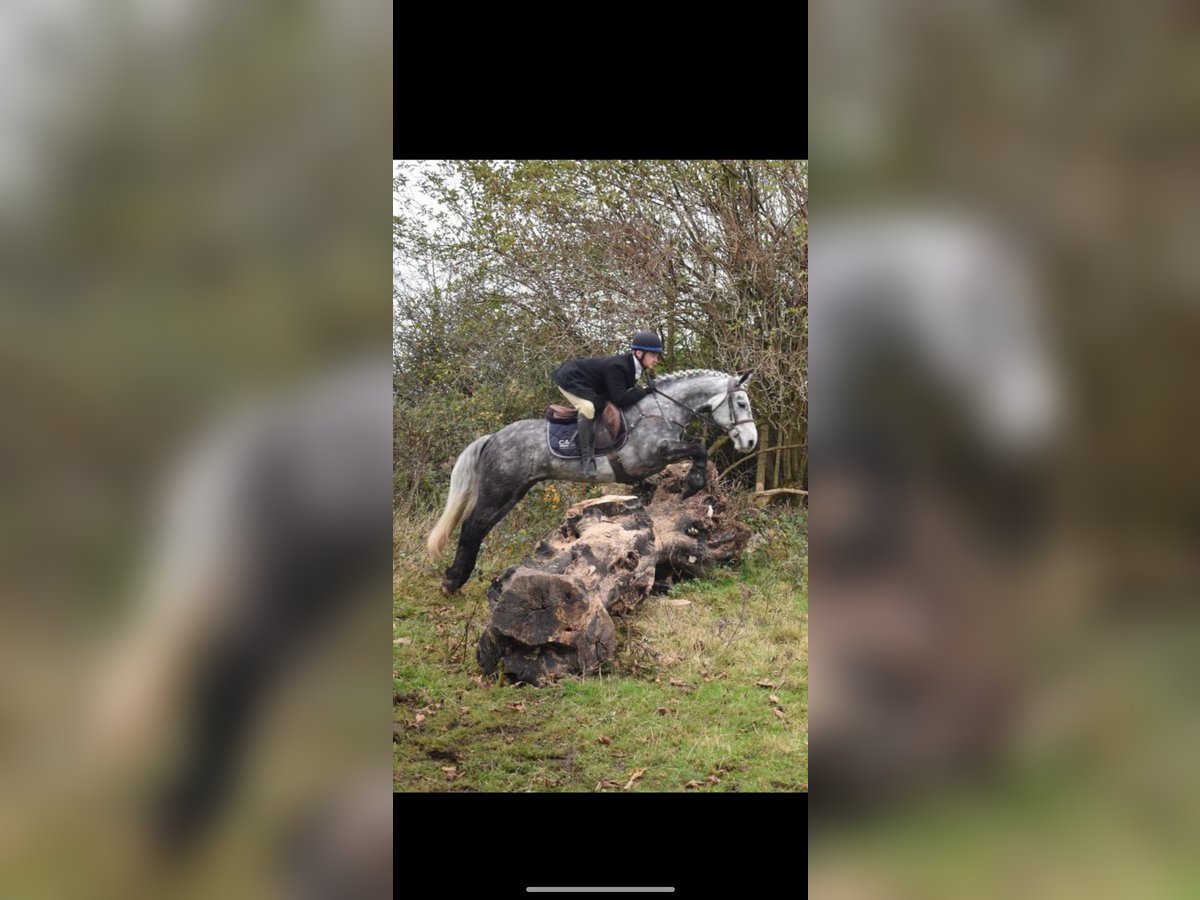 Connemara Gelding 4 years 14 hh Gray-Dapple in Westmeath