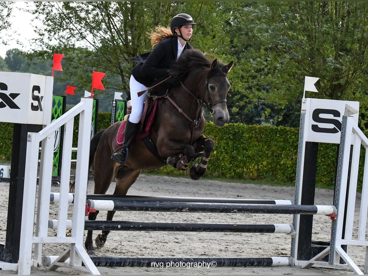 Connemara Gelding 4 years 14,1 hh Bay-Dark in Bogaarden