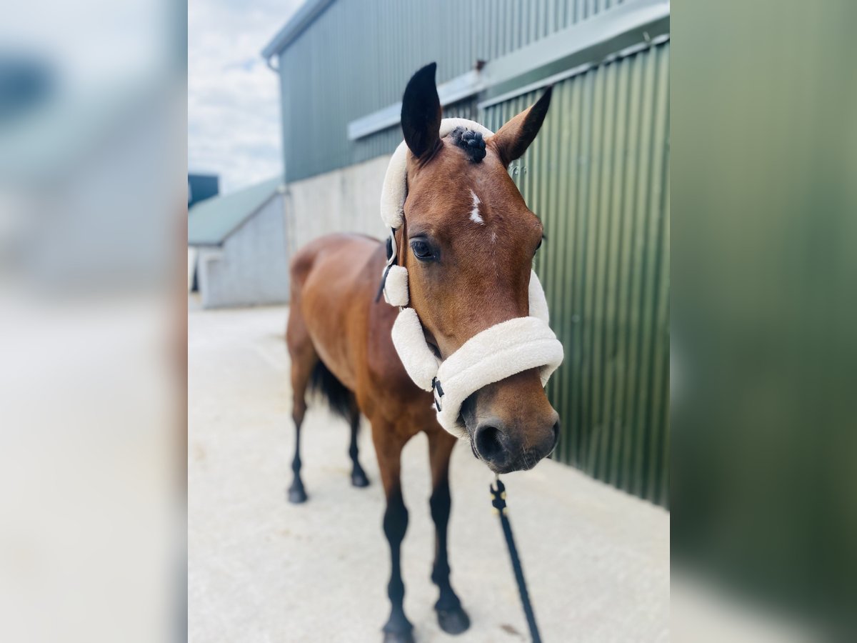 Connemara Gelding 4 years 14,1 hh Brown-Light in Sligo