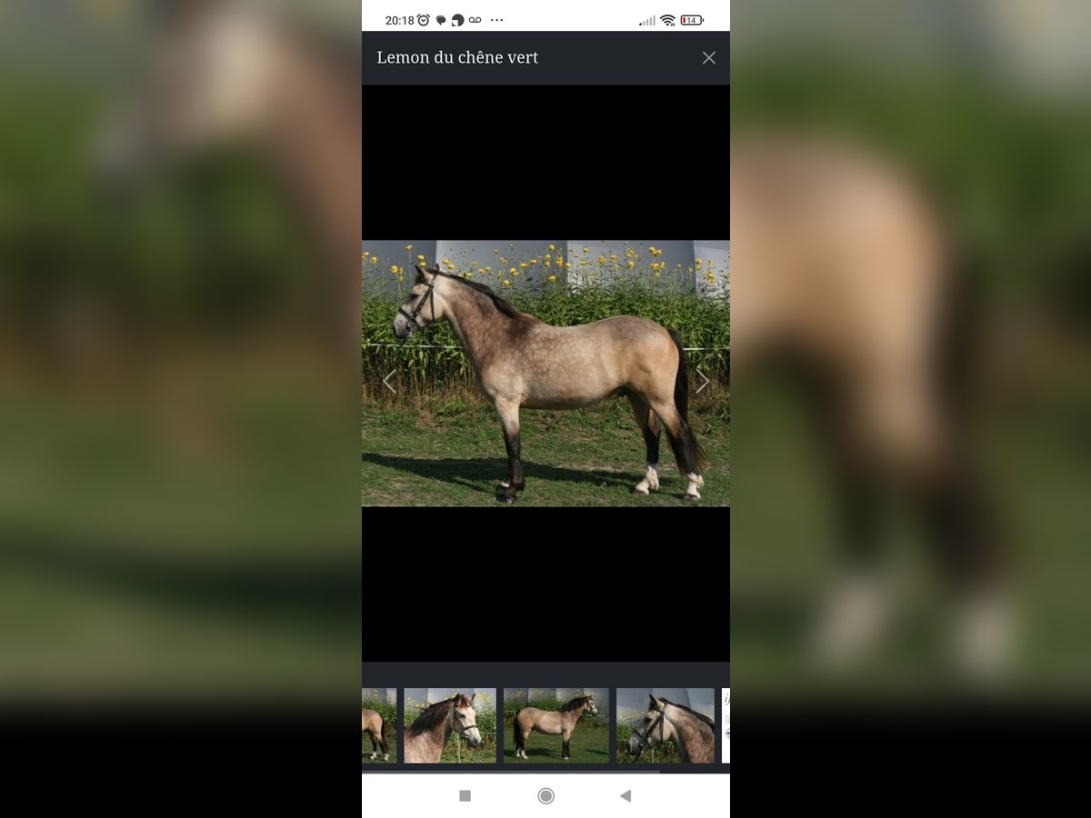 Connemara Gelding 4 years 14,1 hh Dun in Collonges-sous-Salève Connemara Gelding 4 years 14,1 hh Dun in Collonges-sous-Salève
