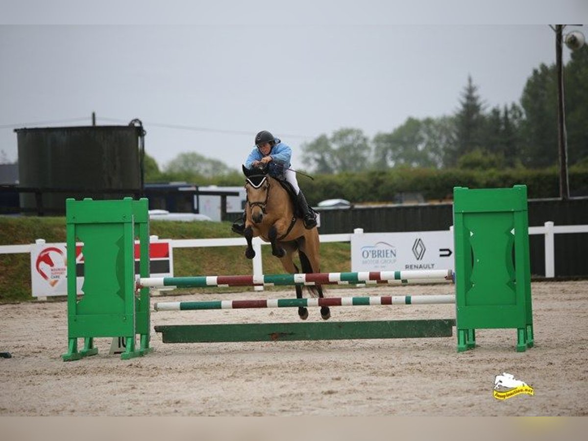 Connemara Gelding 4 years 14,1 hh Dun in Mountrath