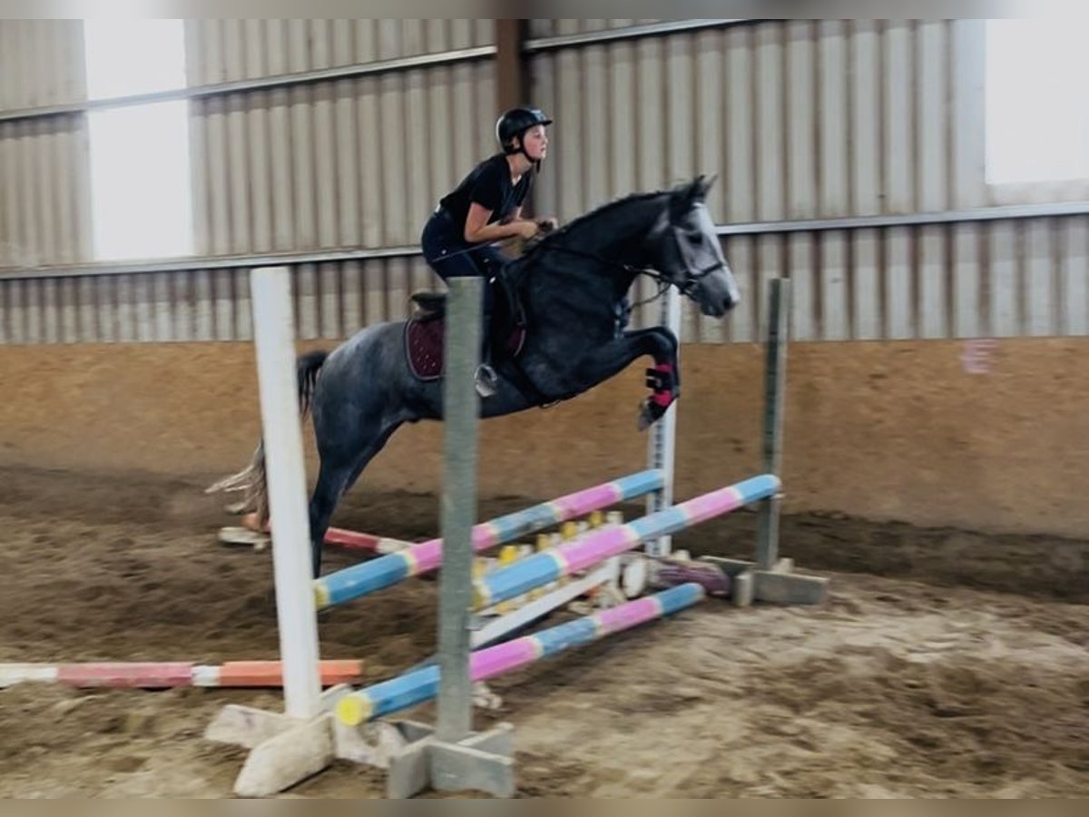 Connemara Gelding 4 years 14,1 hh Grey in Sligo