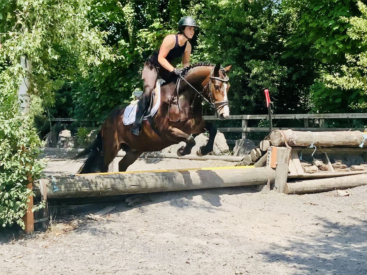 Connemara Gelding 4 years 14,2 hh Brown in Mountrath
