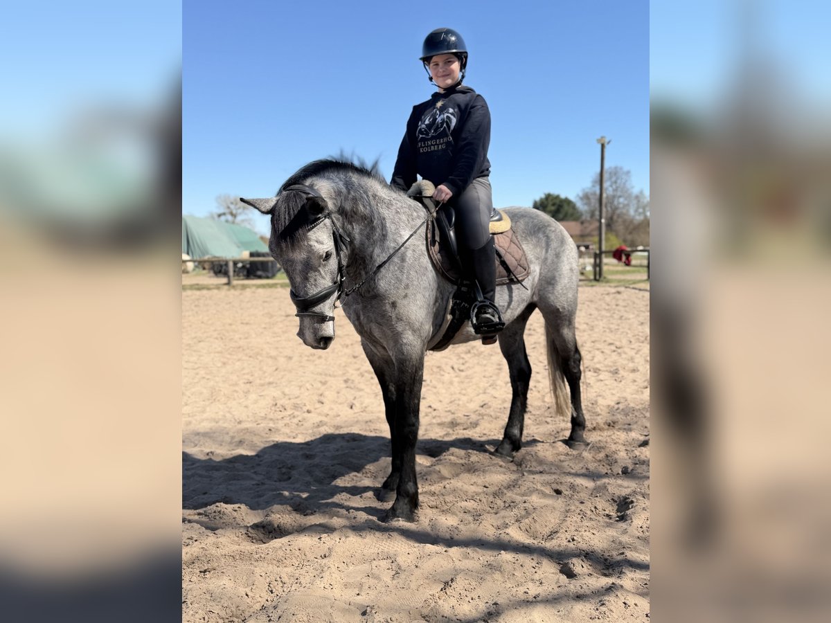 Connemara Gelding 4 years 14,2 hh Grey-Dapple in Trebbin