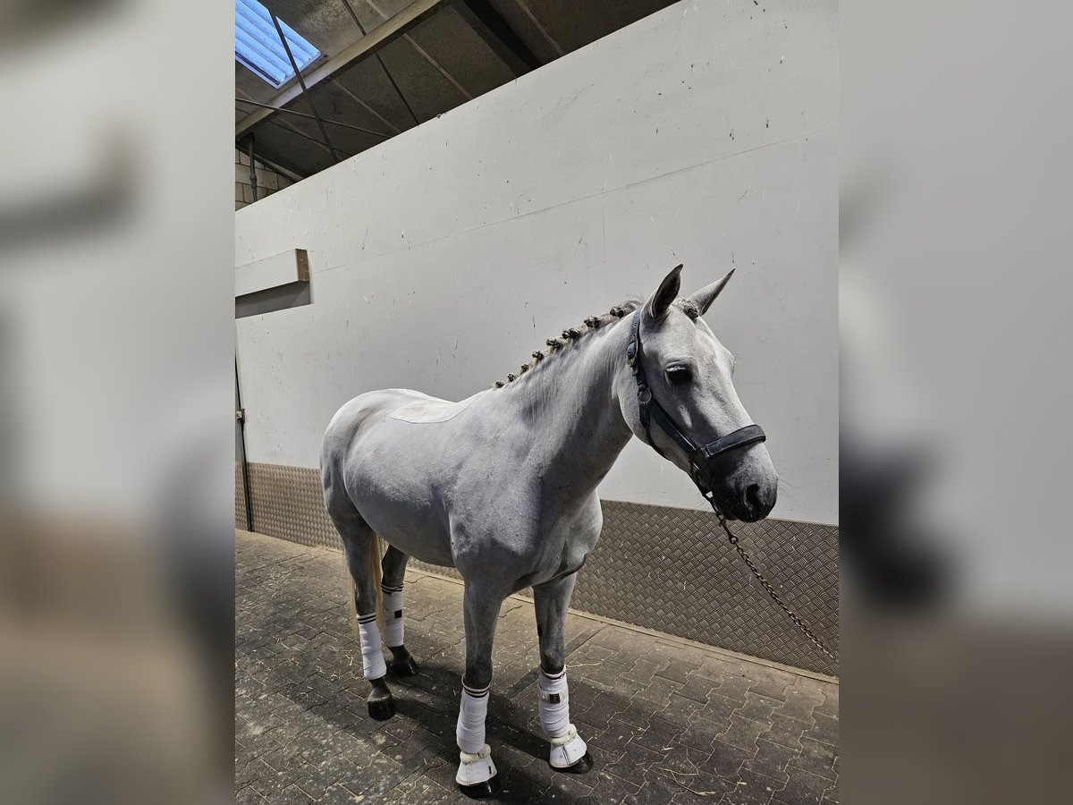 Connemara Gelding 4 years 14,2 hh Grey in Harmelen