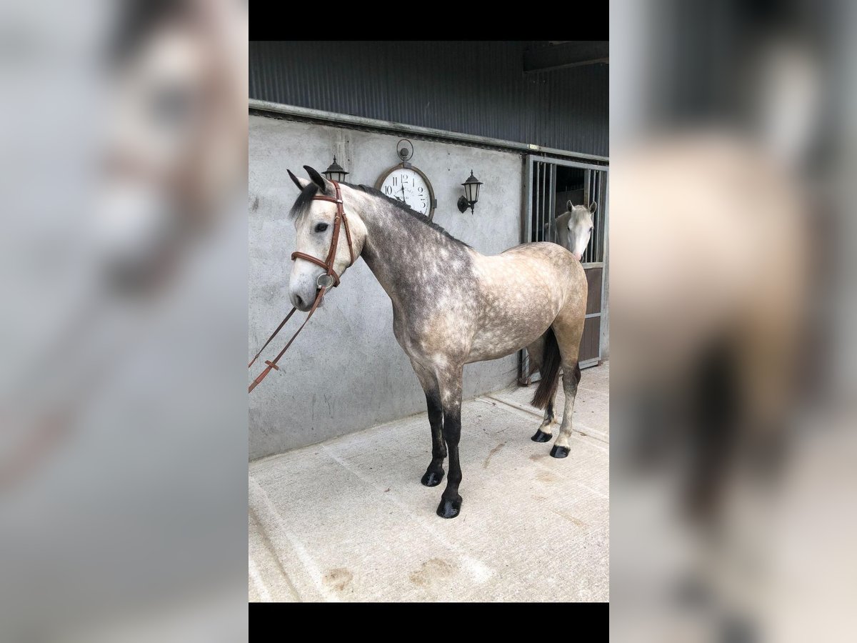 Connemara Gelding 4 years 14,3 hh Dun in Bogaarden