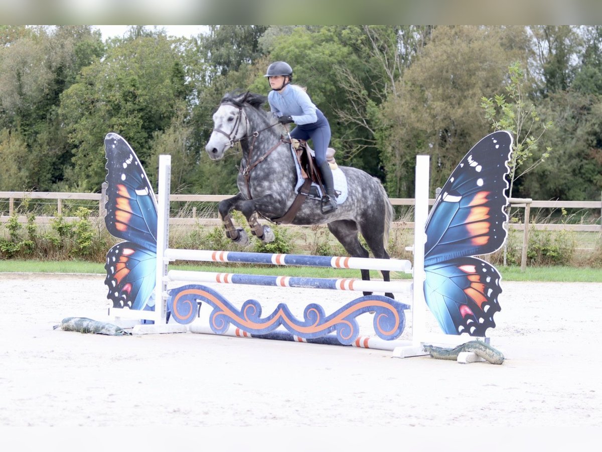 Connemara Gelding 4 years 14,3 hh Grey-Blue-Tan in Bogaarden