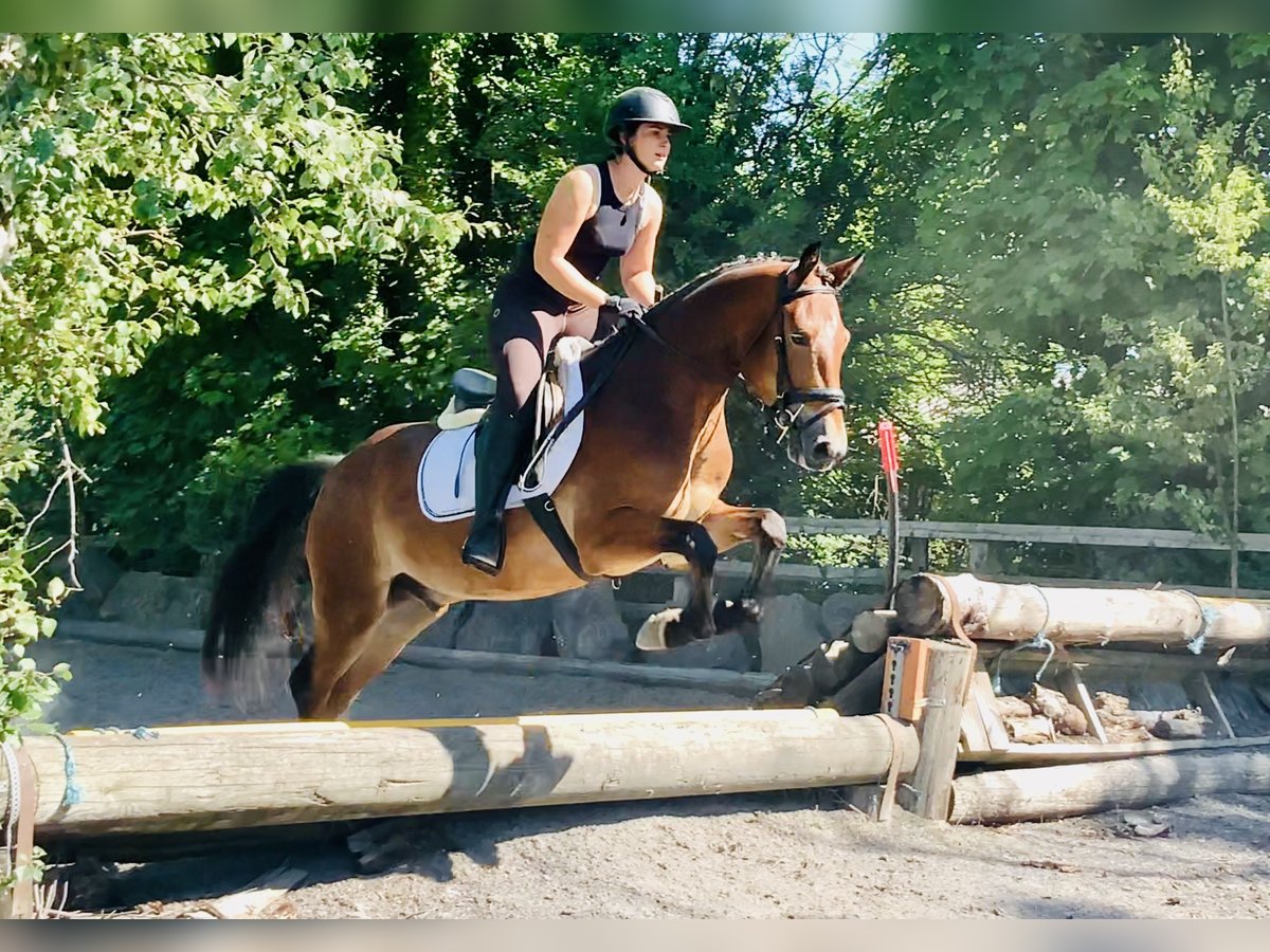 Connemara Gelding 4 years 15,1 hh Brown in Mountrath