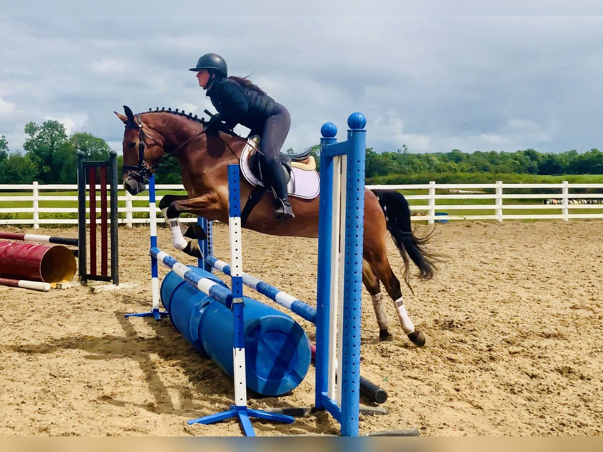 Connemara Gelding 4 years 15,1 hh Brown in Mountrath