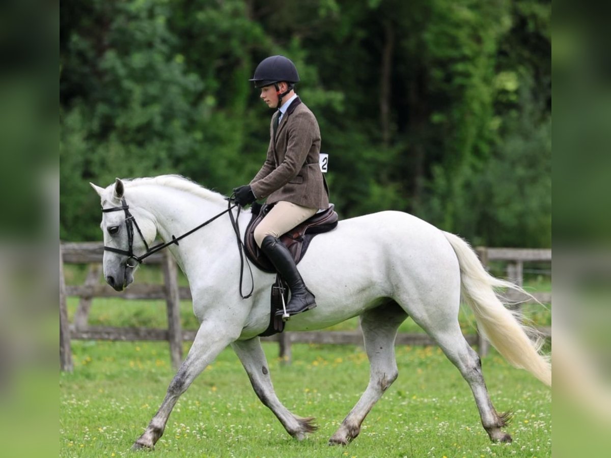 Connemara Gelding 4 years 15,1 hh Grey in Mountrath