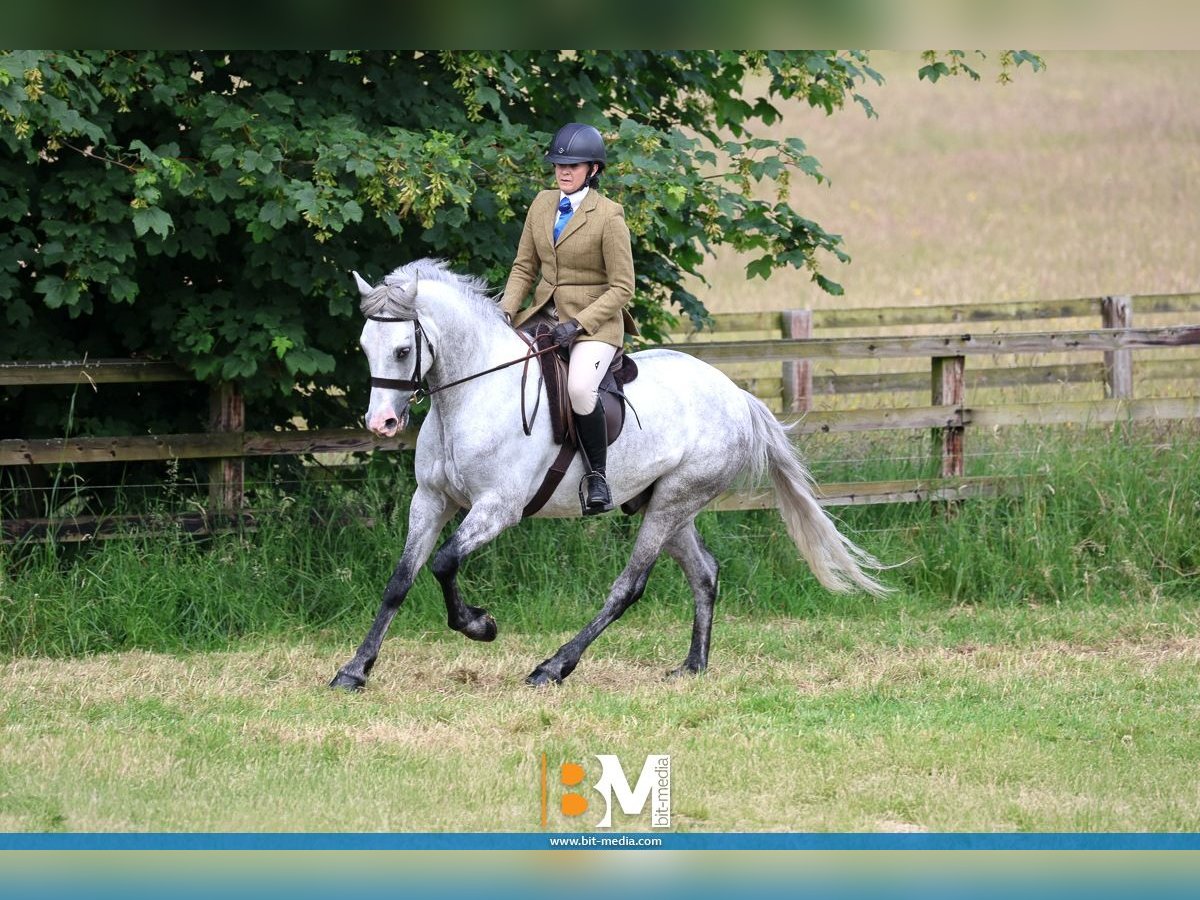 Connemara Gelding 4 years 15,1 hh Grey in Cork