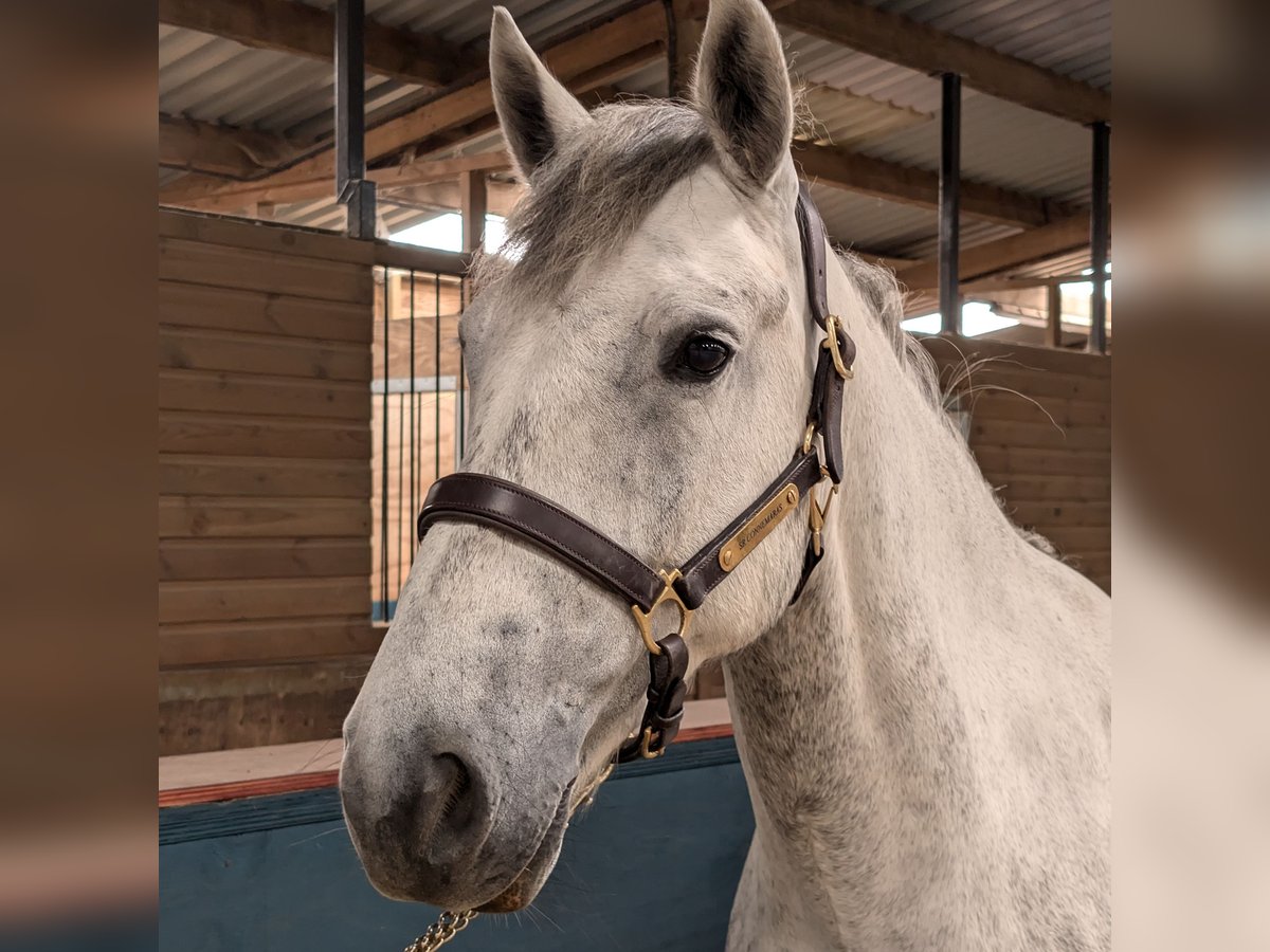 Connemara Gelding 4 years Gray in Devon