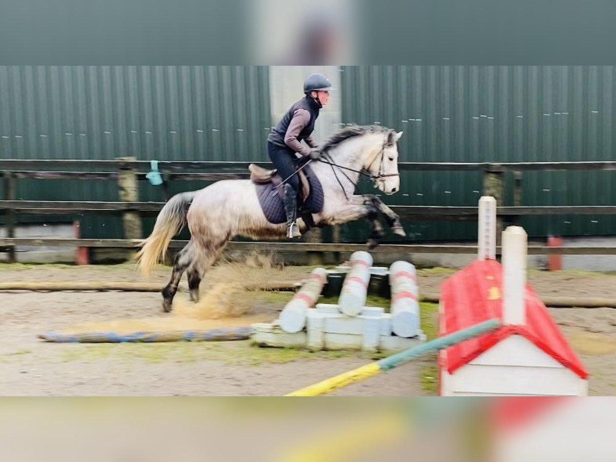 Connemara Gelding 5 years 13,2 hh in Sligo