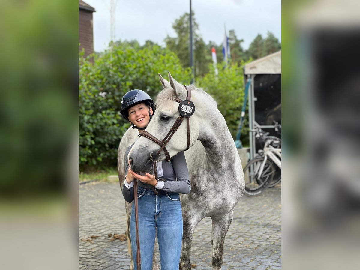 Connemara Gelding 5 years 14,1 hh Gray in State 11