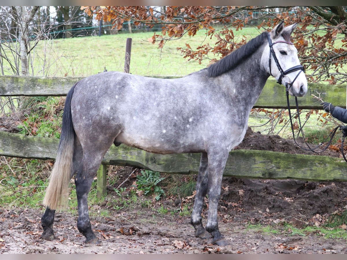 Connemara Mix Gelding 5 years 14,3 hh Gray-Blue-Tan in uelsen