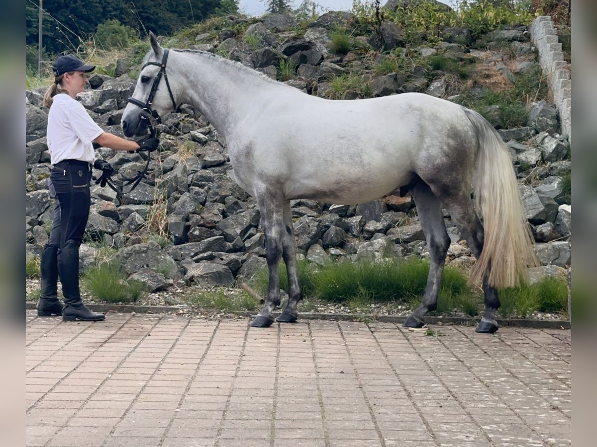 Connemara Gelding 5 years 14,1 hh Grey-Blue-Tan in Lisberg