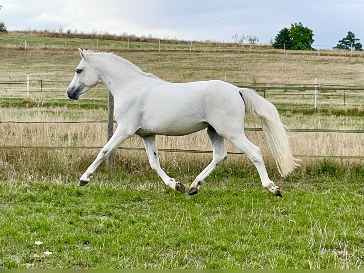 Connemara Gelding 5 years 14,1 hh Grey in PriesendorfLisberg