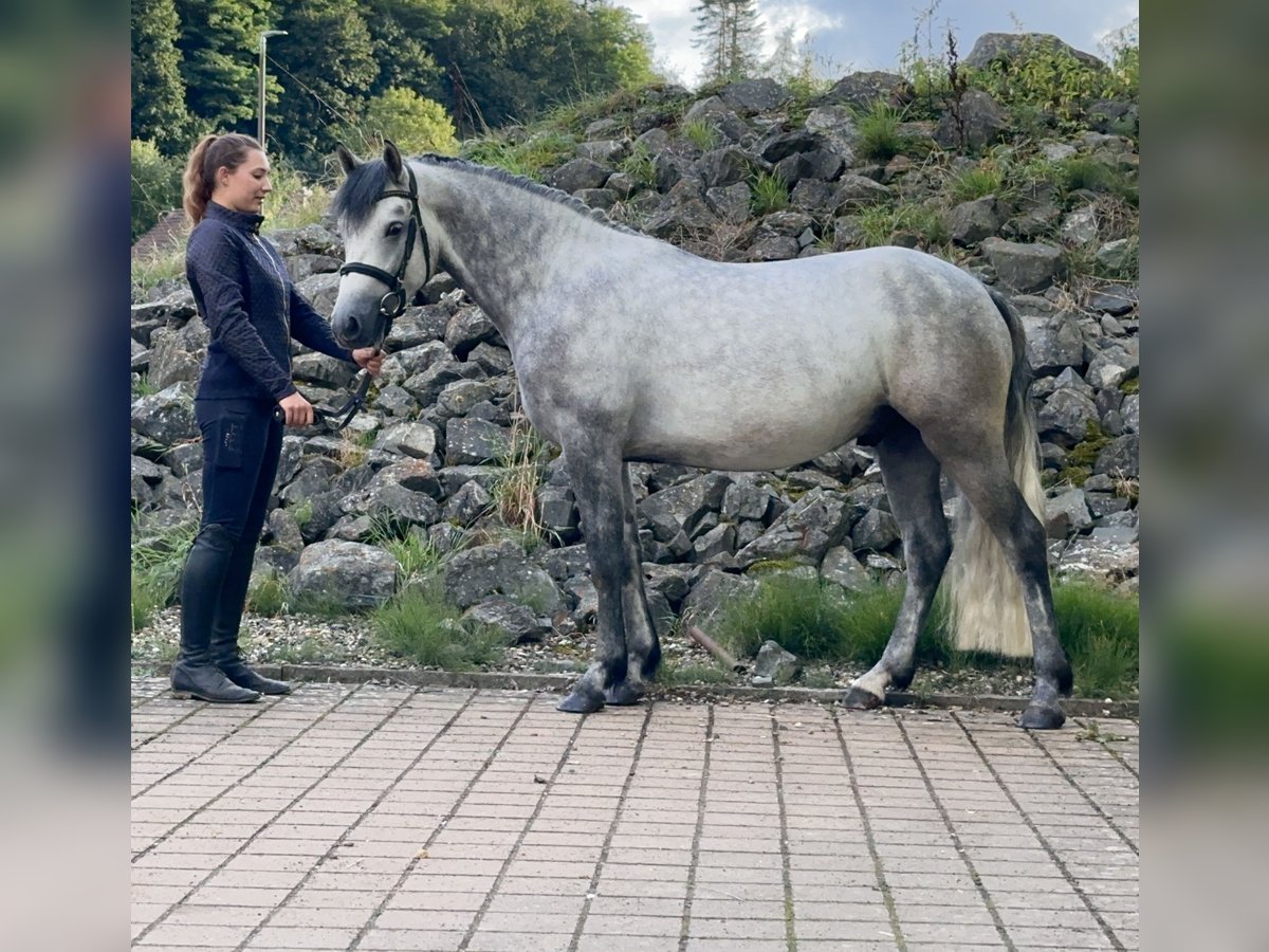 Connemara Gelding 5 years 14,2 hh Grey-Dark-Tan in Lisberg