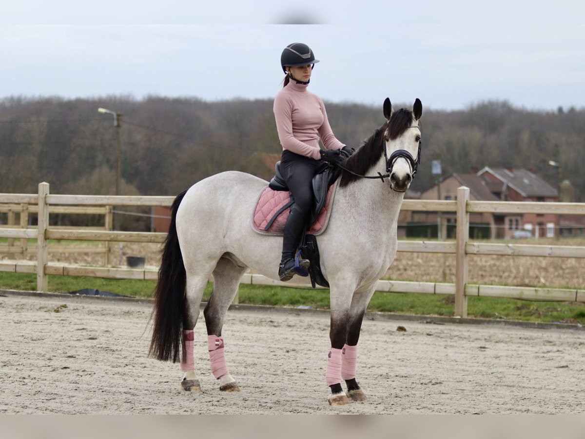 Connemara Gelding 5 years 15,1 hh Dunalino in Bogaarden