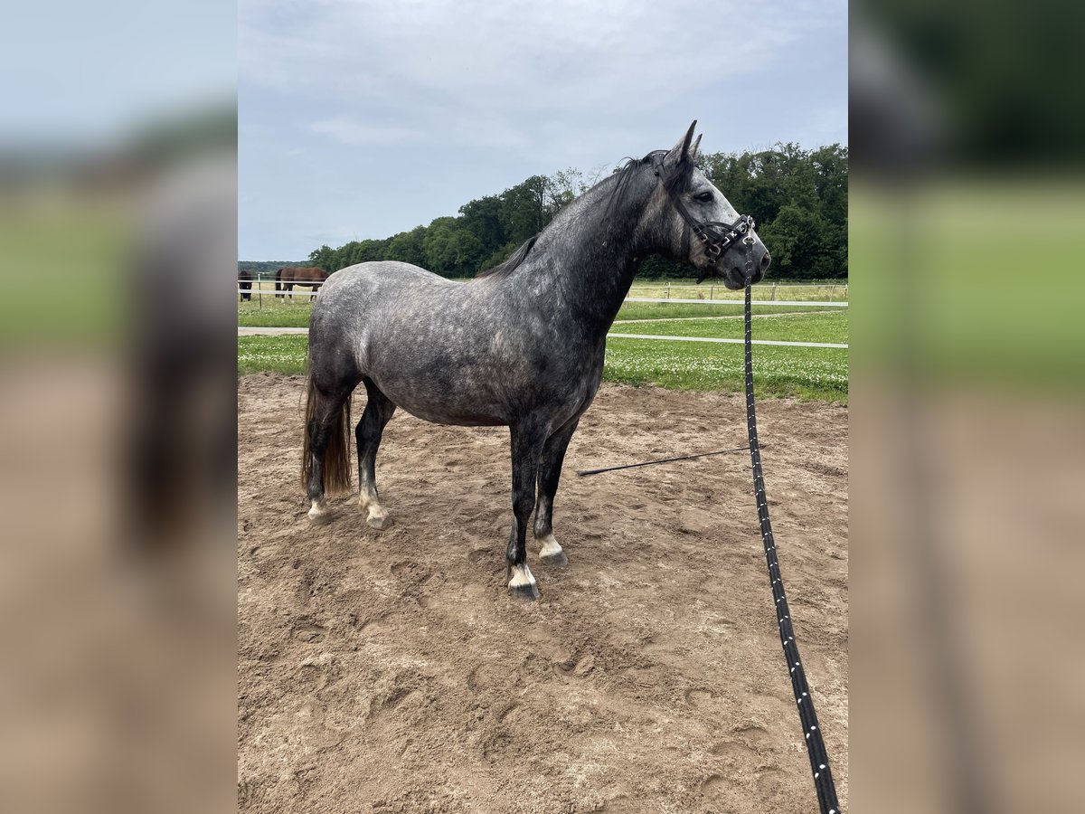 Connemara Gelding 5 years 15 hh Gray in Friedberg