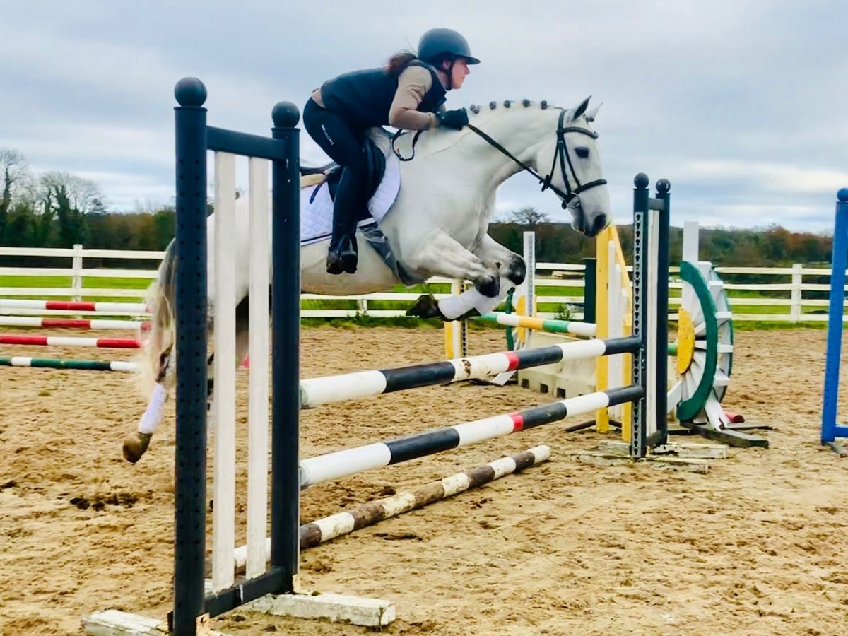 Connemara Gelding 6 years 14,1 hh in Ratingen