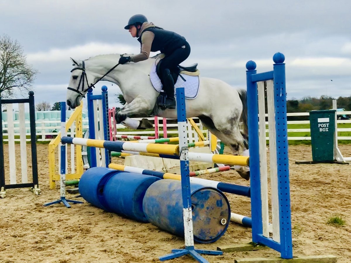 Connemara Gelding 6 years 14,1 hh Gray in Mountrath