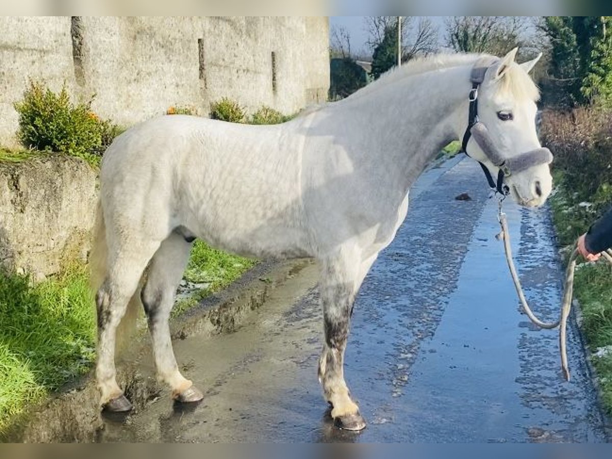 Connemara Gelding 6 years 14,1 hh White in Sligo