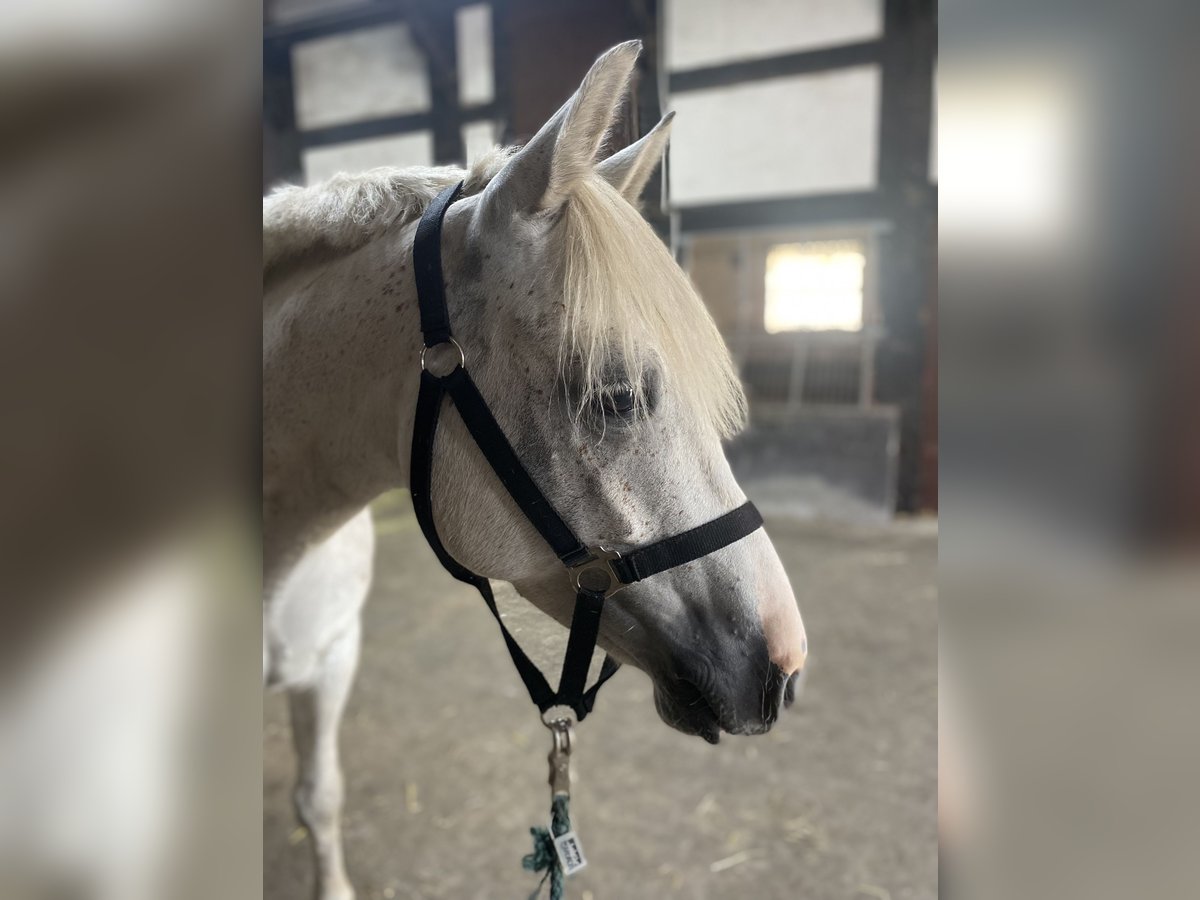 Connemara Gelding 6 years 14,2 hh Gray in Delbrück