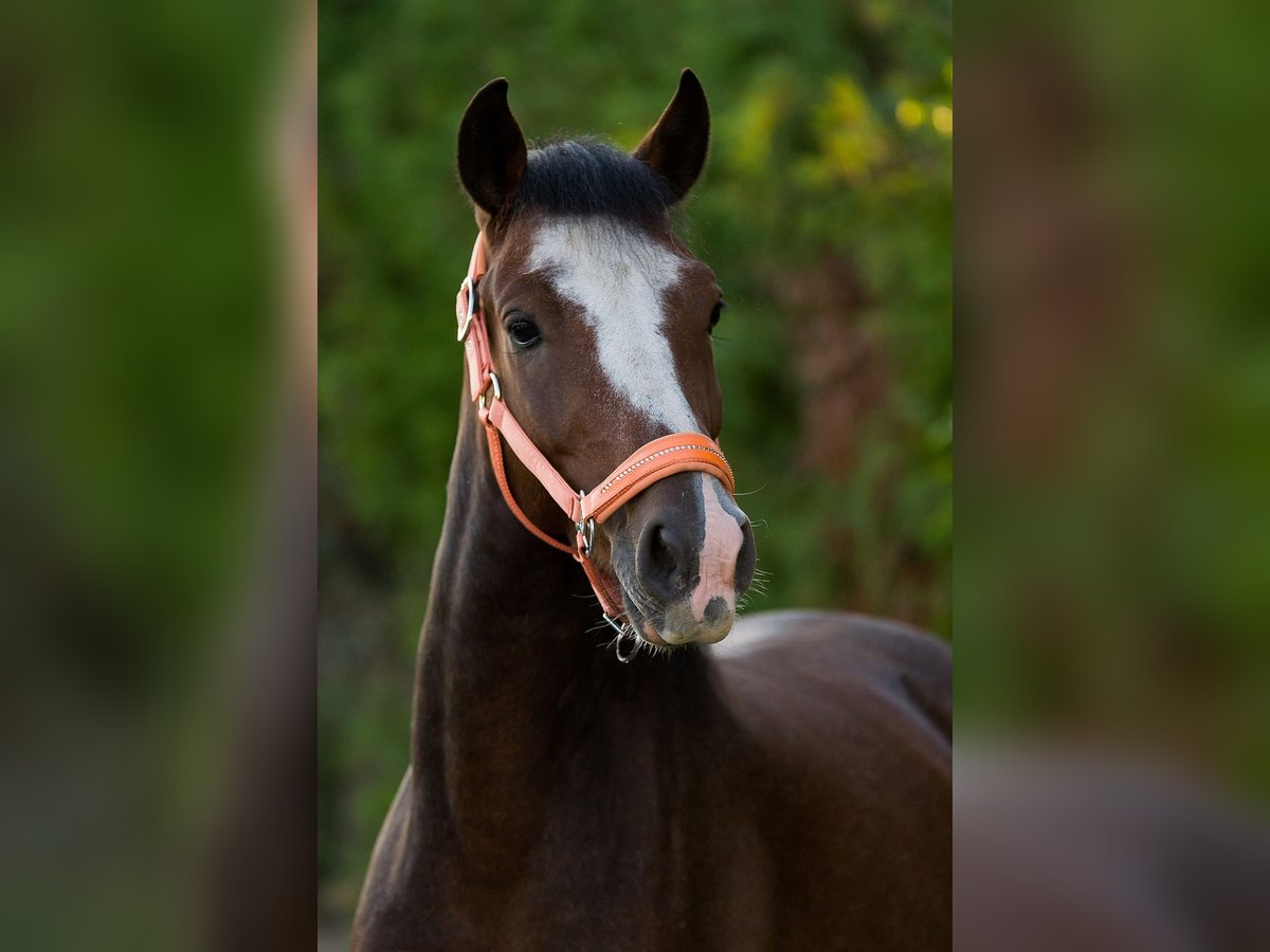 Connemara Gelding 6 years 14 hh Brown in Karlstadt